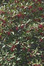 Purple anise tree in blossom