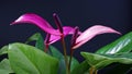 purple Anthurium andraeanum Linden flowers