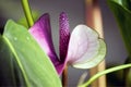 Purple Anthurium