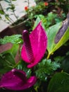 Purple Anthurium flower closeup