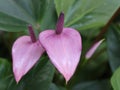 Purple Anthurium flower