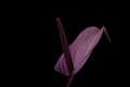 Purple anthurium