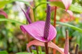 Purple anthurium tropical flower with leaves blurred background