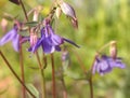 Pleasant Pastels Soft Focus Columbine Flowers