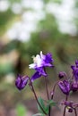 Purple aquilegia flowers on a blurred background