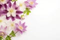 Purple aquilegia flowers (common columbine) background with copy space. Floral web banner.