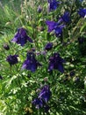 Purple Aquilegia Grannys Bonnet flowers, sunny day Royalty Free Stock Photo