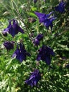 Purple Aquilegia Grannys Bonnet flowers, sunny day Royalty Free Stock Photo