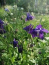 Purple Aquilegia Grannys Bonnet flowers, sunny day Royalty Free Stock Photo