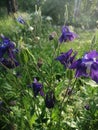 Purple Aquilegia Grannys Bonnet flowers, sunny day Royalty Free Stock Photo