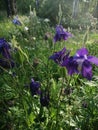 Purple Aquilegia Grannys Bonnet flowers, sunny day Royalty Free Stock Photo