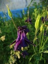 Purple Aquilegia Grannys Bonnet flowers, sunny day Royalty Free Stock Photo