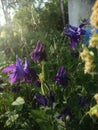 Purple Aquilegia Grannys Bonnet flowers, sunny day Royalty Free Stock Photo