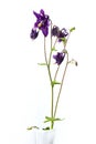 Purple aquilegia in a vase on white background