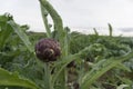 Purple artichoke in the fields of Sardinia