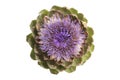 Purple artichoke flower seen from above