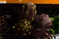 Purple artichoke isolated. Market place. organic diet