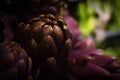 Purple artichoke isolated. Market place. organic diet Royalty Free Stock Photo