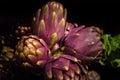 Purple artichoke isolated. Market place. organic diet