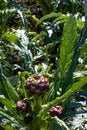 Purple artichokes in a field