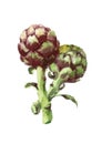 Purple Artichokes Watercolor Food Vegetables Illustration Hand Painted isolated on white background