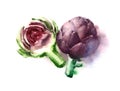 Purple Artichokes Watercolor Food Vegetables Illustration Hand Painted on white background