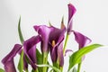 Purple Arum Lilies Zantedeschia, with white background. Royalty Free Stock Photo