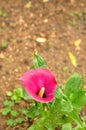 A purple Arum Lily