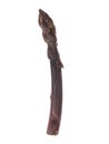 Purple Asparagus Spear