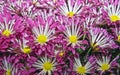 The purple aster