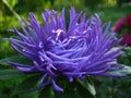 Purple aster Royalty Free Stock Photo