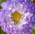 Purple aster close-up