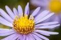 Purple Aster