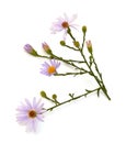 Purple Aster Royalty Free Stock Photo