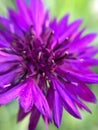 Purple Aster Feature