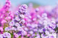 Purple Aster flower garden, flower head has star shape. Asters can grow in all hardiness zones. . ItÃ¢â¬â¢s one landmark to