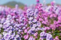 Purple Aster flower garden, flower head has star shape. Asters can grow in all hardiness zones. . ItÃ¢â¬â¢s one landmark to