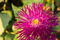 Purple aster flower in the garden outdoors on a sunny day