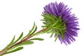 Purple aster flower Royalty Free Stock Photo