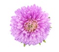 Purple aster flower isolated on white background. Close-up of violet aster Royalty Free Stock Photo