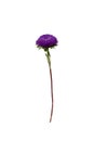 Purple aster flower isolated on white background. .