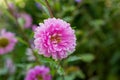 Ethereal Beauty: Purple Aster Blossom in Summer\'s Embrace