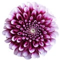 Purple aster flower on white