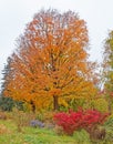 Asters, burning bush and sugar maple tree in Fall colors Royalty Free Stock Photo