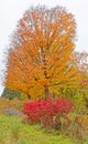 Asters, burning bush and sugar maple tree in Fall colors Royalty Free Stock Photo