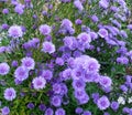 Purple fall aster flowers background Royalty Free Stock Photo
