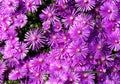 Purple aster flowers