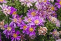 Purple aster flowers are covered with morning frost. Autumn frosts in the backyard garden Royalty Free Stock Photo