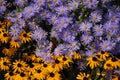 Aster Little Carlow, and orange Rudbekia flowers Royalty Free Stock Photo