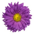 Purple Aster Isolated